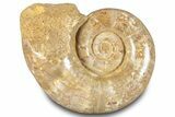 Jurassic Ammonite (Hemilytoceras) Fossil - Madagascar #283462-1